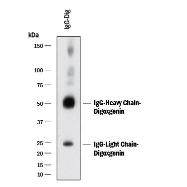 Western blot shows lysates of Goat IgG labeled with Digoxigenin. PVDF membrane was probed with 0.1 µg/mL of Mouse Anti-Digoxigenin Monoclonal Antibody (Catalog # MAB75201) followed by HRP-conjugated Anti-Mouse IgG Secondary Antibody (Catalog # HAF018). Specific bands were detected for IgG labeled with Digoxigenin at approximately 25 and 55 kDa (as indicated). This experiment was conducted under reducing conditions and using Immunoblot Buffer Group 1.