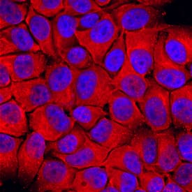 Dihydrofolate Reductase/ DHFR was detected in immersion fixed MCF-7 human breast cancer cell line using Sheep Anti-Human Dihydrofolate Reductase/ DHFR Antigen Affinity-purified Polyclonal Antibody (Catalog # AF7934) at 10 µg/mL for 3 hours at room temperature. Cells were stained using the Northern-Lights™ 557-conjugated Anti-Sheep IgG Secondary Antibody (red; Catalog # NL010) and counter-stained with DAPI (blue). Specific staining was localized to cytoplasm. View our protocol for Fluorescent ICC Staining of Cells on Coverslips.
