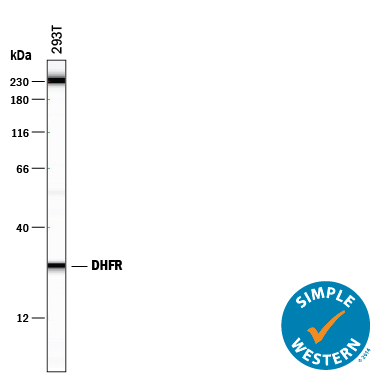 Simple Western lane view shows lysates of 293T human embryonic kidney cell line, loaded at 0.5 mg/mL. A specific band was detected for Dihydrofolate Reductase/DHFR at approximately 28 kDa (as indicated) using 10 µg/mL of Mouse Anti-Human/Mouse/Rat Dihydrofolate Reductase/DHFR Monoclonal Antibody (Catalog # MAB7934). This experiment was conducted under reducing conditions and using the 12-230 kDa separation system. Non-specific interaction with the 230 kDa Simple Western standard may be seen with this antibody.