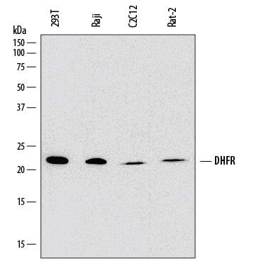 Western blot shows lysates of 293T human embryonic kidney cell line, Raji human Burkitt's lymphoma cell line, C2C12 mouse myoblast cell line, Rat-2 rat embryonic fibroblast cell line. PVDF membrane was probed with 1 µg/mL of Mouse Anti-Human Dihydrofolate Reductase/DHFR Monoclonal Antibody (Catalog # MAB7934) followed by HRP-conjugated Anti-Mouse IgG Secondary Antibody (Catalog # HAF018). A specific band was detected for Dihydrofolate Reductase/DHFR at approximately 21 kDa (as indicated). This experiment was conducted under reducing conditions and using Immunoblot Buffer Group 1.