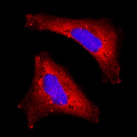 Dihydrolipoamide Dehydrogenase/DLD was detected in immersion fixed HeLa human cervical epithelial carcinoma cell line using Mouse Anti-Human Dihydrolipoamide Dehydrogenase/DLD Monoclonal Antibody (Catalog # MAB8646) at 8 µg/mL for 3 hours at room temperature. Cells were stained using the NorthernLights™ 557-conjugated Anti-Mouse IgG Secondary Antibody (red; Catalog # NL007) and counterstained with DAPI (blue). Specific staining was localized to cytoplasm. View our protocol for Fluorescent ICC Staining of Cells on Coverslips.
