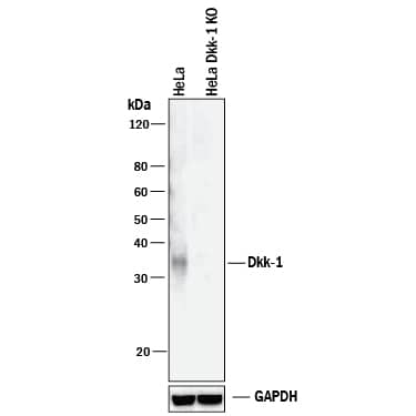 Knockout Validated Dkk-1 Antibody [Unconjugated]