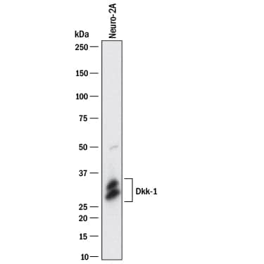Western Blot Dkk-1 Antibody [Unconjugated]