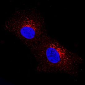 Immunocytochemistry Dkk-2 Antibody (994930) [Unconjugated]