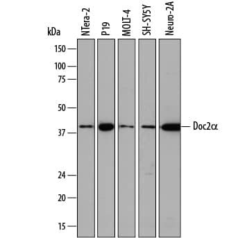 Western Blot Doc2-alpha Antibody