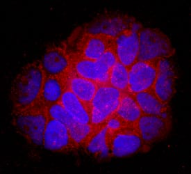 Immunocytochemistry Dopa Decarboxylase/DDC Antibody [Unconjugated]