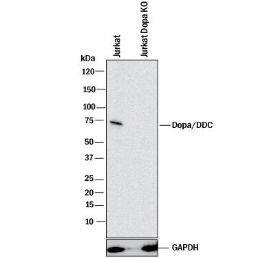 <b>Genetic Strategies Validation. </b>Western blot shows lysates of Jurkat human acute T cell leukemia parental cell line and Dopa Decarboxylase/DDC Jurkat cell line (KO). PVDF membrane was probed with 1 µg/mL of Mouse Anti-Human Dopa Decarboxylase/DDC Monoclonal Antibody (Catalog # MAB3564) followed by HRP-conjugated Anti-Mouse IgG Secondary Antibody (Catalog # HAF018). A specific band was detected for Dopa Decarboxylase/DDC at approximately 54 kDa (as indicated) in the parental Jurkat cell line, but is not detectable in knockout Jurkat cell line. GAPDH (Catalog # MAB5718) is shown as a loading control. This experiment was conducted under reducing conditions and using Immunoblot Buffer Group 1.