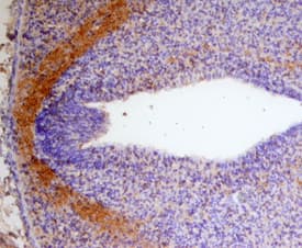 Draxin was detected in immersion fixed frozen sections of mouse embryo (E13.5) using Sheep Anti-Human Draxin Antigen Affinity-purified Polyclonal Antibody (Catalog # AF6148) at 15 µg/mL overnight at 4 °C. Tissue was stained using the Anti-Sheep HRP-DAB Cell & Tissue Staining Kit (brown; Catalog # <a class=