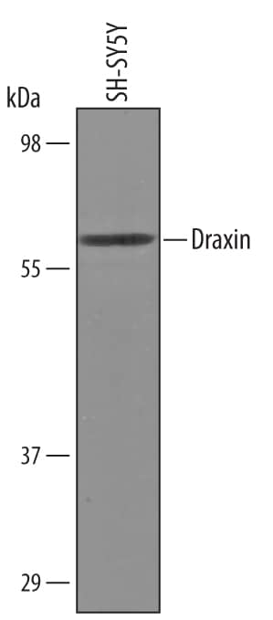 Western blot shows lysates of SH-SY5Y human neuroblastoma cell line. PVDF Membrane was probed with 1 µg/mL of Sheep Anti-Human Draxin Antigen Affinity-purified Polyclonal Antibody (Catalog # AF6148) followed by HRP-conjugated Anti-Sheep IgG Secondary Antibody (Catalog # <a class=