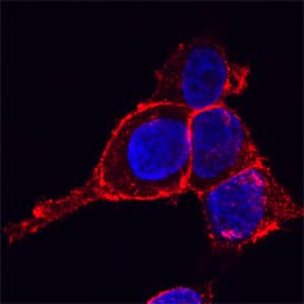 Drebrin 1 was detected in immersion fixed HeLa human cervical epithelial carcinoma cell line using Sheep Anti-Human Drebrin 1 Antigen Affinity-purified Polyclonal Antibody (Catalog # AF7739) at 15 µg/mL for 3 hours at room temperature. Cells were stained using the NorthernLights™ 557-conjugated Anti-Sheep IgG Secondary Antibody (red; Catalog # NL010) and counterstained with DAPI (blue). Specific staining was localized to plasma membranes. View our protocol for Fluorescent ICC Staining of Cells on Coverslips.