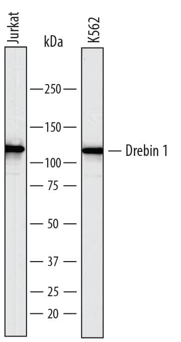 Western blot shows lysates of Jurkat human acute T cell leukemia cell line and K562 human chronic myelogenous leukemia cell line. PVDF membrane was probed with 1 µg/mL of Sheep Anti-Human Drebrin 1 Antigen Affinity-purified Polyclonal Antibody (Catalog # AF7739) followed by HRP-conjugated Anti-Sheep IgG Secondary Antibody (Catalog # HAF016). A specific band was detected for Drebrin 1 at approximately 120 kDa (as indicated). This experiment was conducted under reducing conditions and using Immunoblot Buffer Group 1.