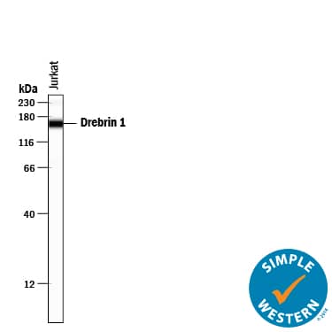Simple Western lane view shows lysates of Jurkat human acute T cell leukemia cell line, loaded at 0.5 mg/mL. A specific band was detected for Drebrin 1 at approximately 162 kDa (as indicated) using 10 µg/mL of Mouse Anti-Human Drebrin 1 Monoclonal Antibody (Catalog # MAB7739) . This experiment was conducted under reducing conditions and using the 12-230 kDa separation system.
