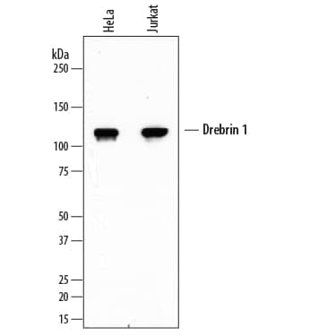 Western blot shows lysates of HeLa human cervical epithelial carcinoma cell line and Jurkat human acute T cell leukemia cell line. PVDF membrane was probed with 1 µg/mL of Mouse Anti-Human Drebrin 1 Monoclonal Antibody (Catalog # MAB7739) followed by HRP-conjugated Anti-Mouse IgG Secondary Antibody (Catalog # HAF007). A specific band was detected for Drebrin 1 at approximately 120 kDa (as indicated). This experiment was conducted under reducing conditions and using Immunoblot Buffer Group 1.