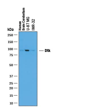 Western blot shows lysates of human brain (cerebellum) tissue, U-87 MG human glioblastoma/astrocytoma cell line, and IMR-32 human neuroblastoma cell line. PVDF membrane was probed with 1 µg/mL of Goat Anti-Human Tyro3/Dtk Antigen Affinity-purified Polyclonal Antibody (Catalog # AF859) followed by HRP-conjugated Anti-Goat IgG Secondary Antibody (Catalog # HAF019). A specific band was detected for Tyro3/Dtk at approximately 97 kDa (as indicated). This experiment was conducted under reducing conditions and using Immunoblot Buffer Group 1.