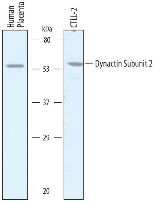 Western blot shows lysates of human placenta tissue and CTLL-2 mouse cytotoxic T cell line. PVDF membrane was probed with 1 µg/mL of Sheep Anti-Human Dynactin Subunit 2/DCTN2 Antigen Affinity-purified Polyclonal Antibody (Catalog # AF6850) followed by HRP-conjugated Anti-Sheep IgG Secondary Antibody (Catalog # HAF016). A specific band was detected for Dynactin Subunit 2/ DCTN2 at approximately 54 kDa (as indicated). This experiment was conducted under reducing conditions and using Immunoblot Buffer Group 1.