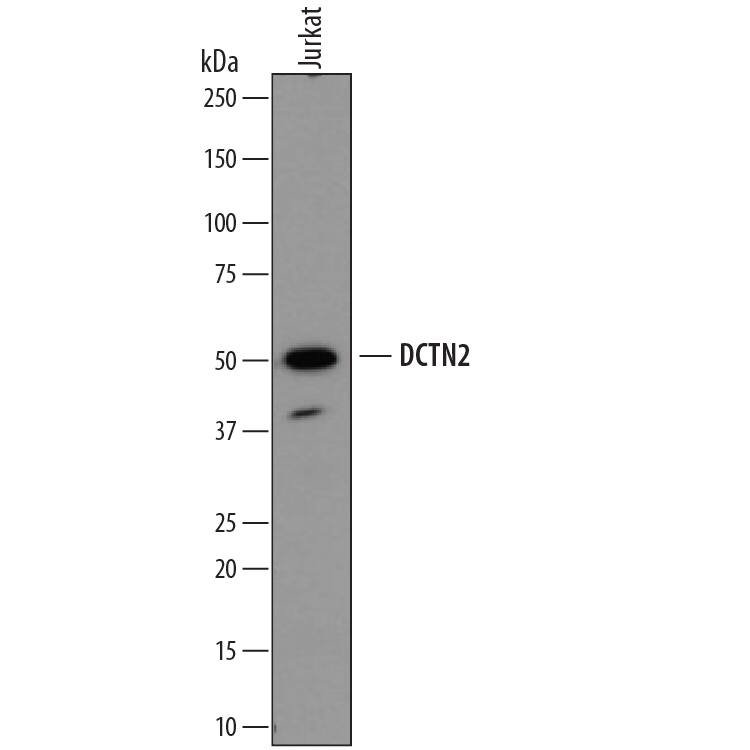 Western blot shows lysates of Jurkat human acute T cell leukemia cell line. PVDF membrane was probed with 2 µg/mL of Mouse Anti-Human Dynactin Subunit 2/DCTN2 Monoclonal Antibody (Catalog # MAB6850) followed by HRP-conjugated Anti-Mouse IgG Secondary Antibody (Catalog # HAF007). A specific band was detected for Dynactin Subunit 2/DCTN2 at approximately 50 kDa (as indicated). This experiment was conducted under reducing conditions and using Immunoblot Buffer Group 1.