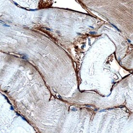 Immunohistochemistry Dystroglycan Antibody [Unconjugated]