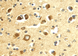 Immunohistochemistry E-Selectin/CD62E Antibody (BBIG-E4) [Unconjugated]