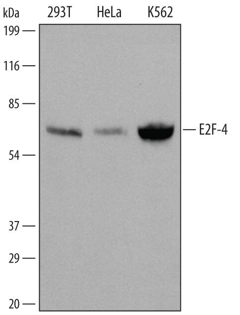 Western blot shows lysates of HEK293 human embryonic kidney cell line, HeLa human cervical epithelial carcinoma cell line, and K562 human chronic myelogenous leukemia cell line. PVDF membrane was probed with 1 µg/mL of Human E2F-4 Antigen Affinity-purified Polyclonal Antibody (Catalog # AF5139) followed by HRP-conjugated Anti-Goat IgG Secondary Antibody (Catalog # HAF109). A specific band was detected for E2F-4 at approximately 65 kDa (as indicated). This experiment was conducted under reducing conditions and using Immunoblot Buffer Group 1.
