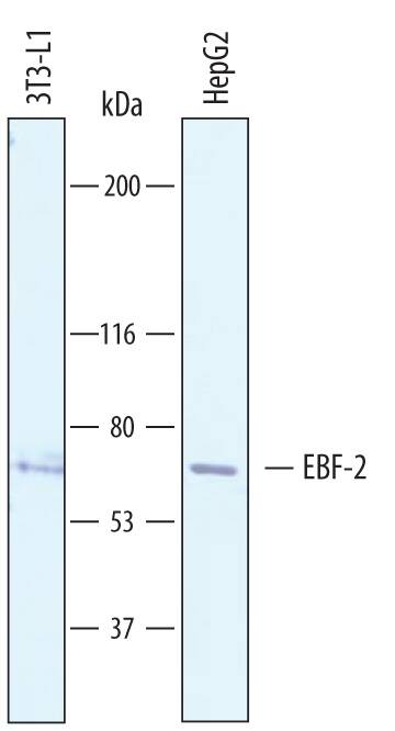 Western Blot EBF-2 Antibody [Unconjugated]