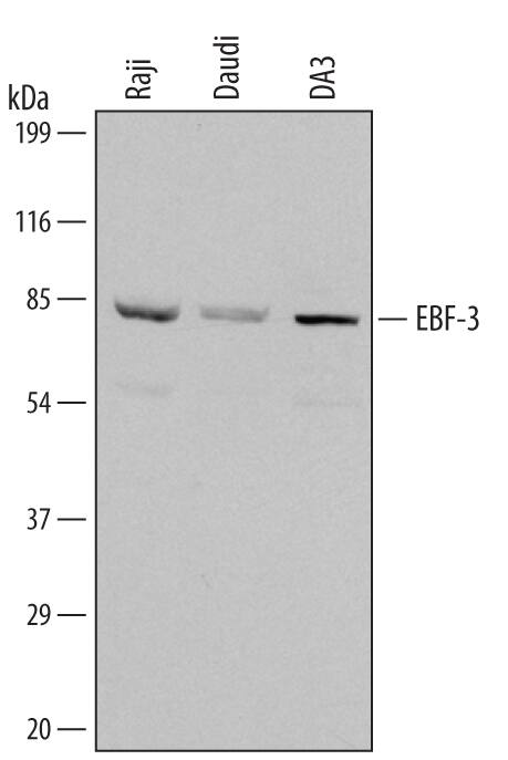 Western blot shows lysates of Raji human Burkitt's lymphoma cell line, Daudi human Burkitt's lymphoma cell line, and DA3 mouse myeloma cell line. PVDF membrane was probed with 2 µg/mL of Human/Mouse EBF-3 Antigen Affinity-purified Polyclonal Antibody (Catalog # AF5166) followed by HRP-conjugated Anti-Goat IgG Secondary Antibody (Catalog # HAF109). A specific band was detected for EBF-3 at approximately 75 kDa (as indicated). This experiment was conducted under reducing conditions and using Immunoblot Buffer Group 1.