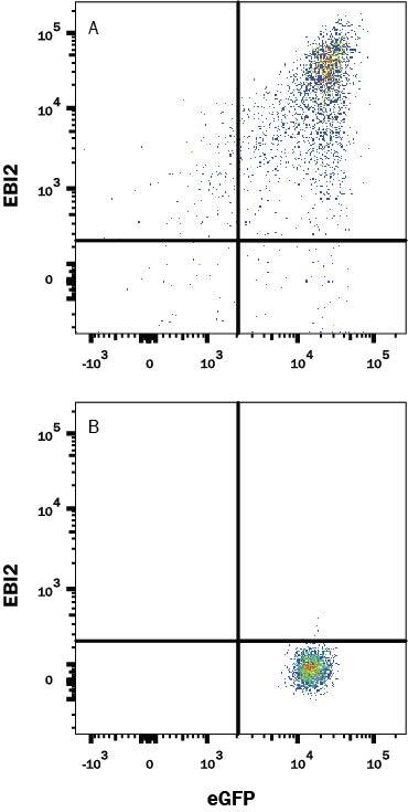 Flow Cytometry EBI2/GPR183 Antibody (486633) [Unconjugated]