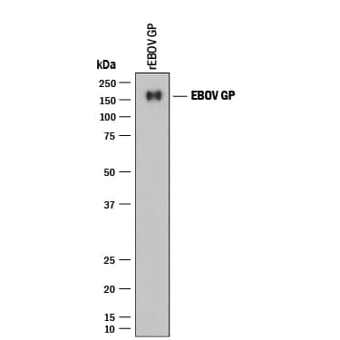 Western blot shows Recombinant EBOV GP. PVDF membrane was probed with 2 µg/mL of Mouse Anti-Viral EBOV GP Monoclonal Antibody (Catalog # MAB9016) followed by HRP-conjugated Anti-Mouse IgG Secondary Antibody (Catalog # HAF018). A specific band was detected for EBOV GP at approximately 150 kDa (as indicated). This experiment was conducted under reducing conditions and using Immunoblot Buffer Group 1.