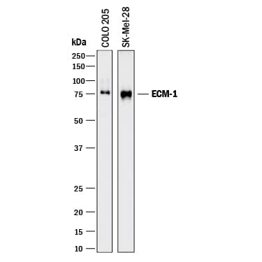 Western Blot ECM-1/Secretory Component P85 Antibody [Unconjugated]