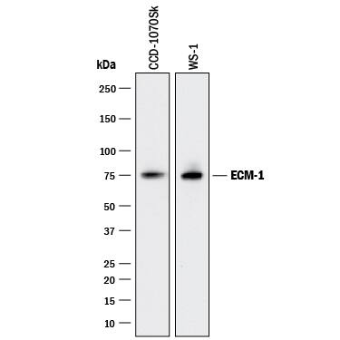 Western Blot ECM-1/Secretory Component P85 Antibody (966231) [Unconjugated]