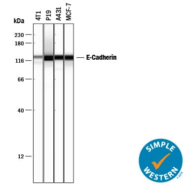 Simple Western lane view shows lysates of 4T1 mouse breast cancer cell line, P19 mouse embryonal carcinoma cell line, A431 human epithelial carcinoma cell line, and MCF-7 human breast cancer cell line, loaded at 0.2 mg/mL. A specific band was detected for E-Cadherin at approximately 128 kDa (as indicated) using 5 µg/mL of Goat Anti-Human/Mouse E-Cadherin Antigen Affinity-purified Polyclonal Antibody (Catalog # AF648) followed by 1:50 dilution of HRP-conjugated Anti-Goat IgG Secondary Antibody (Catalog # HAF017). This experiment was conducted under reducing conditions and using the 12-230 kDa separation system.