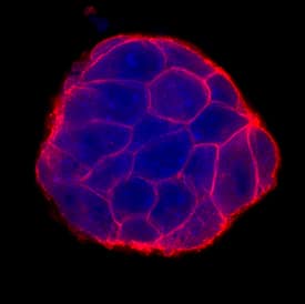 E-Cadherin was detected in immersion fixed D3 mouse embryonic stem cell line using Goat Anti-Human/Mouse E-Cadherin Antigen Affinity-purified Polyclonal Antibody (Catalog # AF748) at 10 µg/mL for 3 hours at room temperature. Cells were stained using the NorthernLights™ 557-conjugated Anti-Goat IgG Secondary Antibody (red; Catalog # NL001) and counterstained with DAPI (blue). Specific staining was localized to cell surfaces. View our protocol for Fluorescent ICC Staining of Stem Cells on Coverslips.