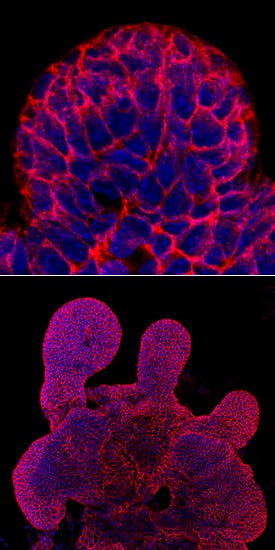 Immunocytochemistry E-Cadherin Antibody [Unconjugated]