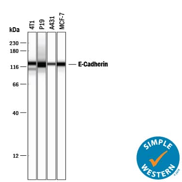 Simple Western lane view shows lysates of 4T1 mouse breast cancer cell line, P19 mouse embryonal carcinoma cell line, A431 human epithelial carcinoma cell line, and MCF-7 human breast cancer cell line, loaded at 0.2 mg/mL. A specific band was detected for E-Cadherin at approximately 128 kDa (as indicated) using 5 µg/mL of Goat Anti-Human/Mouse E-Cadherin Antigen Affinity-purified Polyclonal Antibody (Catalog # AF748) followed by 1:50 dilution of HRP-conjugated Anti-Goat IgG Secondary Antibody (Catalog # HAF109). This experiment was conducted under reducing conditions and using the 12-230 kDa separation system.