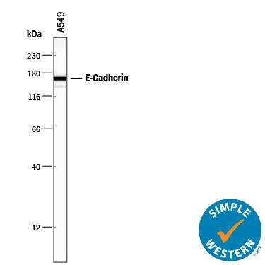 Simple Western lane view shows lysates of A549 human lung carcinoma cell line, loaded at 0.2 mg/mL. A specific band was detected for E‑Cadherin at approximately 166 kDa (as indicated) using 5 µg/mL of Mouse Anti-Human E‑Cadherin Monoclonal Antibody (Catalog # MAB1838) . This experiment was conducted under reducing conditions and using the 12-230 kDa separation system.