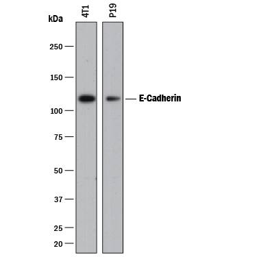 Western blot shows lysates of P19 mouse embryonal carcinoma cell line and 4T1 mouse breast cancer cell line. PVDF membrane was probed with 2 µg/mL of Rat Anti-Mouse E-Cadherin Monoclonal Antibody (Catalog # MAB7481) followed by HRP-conjugated Anti-Rat IgG Secondary Antibody (HAF005). A specific band was detected for E-Cadherin at approximately 120 kDa (as indicated). This experiment was conducted under reducing conditions and using Immunoblot Buffer Group 1.