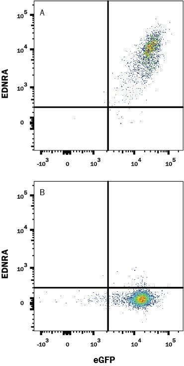 Flow Cytometry EDNRA/Endothelin R Type A Antibody (485709) [Unconjugated]