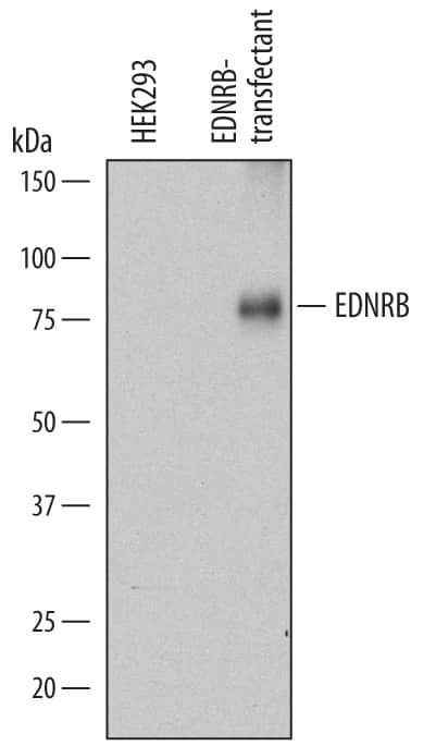 Western Blot EDNRB/Endothelin R Type B Antibody (671917) [Unconjugated]