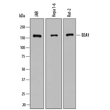 Western blot shows lysates of JAR human choriocarcinoma cell line, Hepa 1-6 mouse hepatoma cell line, and Sheep Anti-Rat-2 rat embryonic fibroblast cell line. PVDF membrane was probed with 1 µg/mL of Sheep Anti-Human/Mouse/Rat EEA1 Antigen Affinity-purified Polyclonal Antibody (Catalog # AF8047) followed by HRP-conjugated Anti-Sheep IgG Secondary Antibody (Catalog # HAF016). A specific band was detected for EEA1 at approximately 170 kDa (as indicated). This experiment was conducted under reducing conditions and using Immunoblot Buffer Group 1.