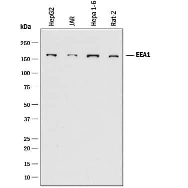 Western blot shows lysates of HepG2 human hepatocellular carcinoma cell line, JAR human choriocarcinoma cell line, Hepa 1-6 mouse hepatoma cell line, and Rat-2 rat embryonic fibroblast cell line. PVDF membrane was probed with 0.5 µg/mL of Mouse Anti-Human/Mouse/Rat EEA1 Monoclonal Antibody (Catalog # MAB8047) followed by HRP-conjugated Anti-Mouse IgG Secondary Antibody (Catalog # HAF018). A specific band was detected for EEA1 at approximately 170 kDa (as indicated). This experiment was conducted under reducing conditions and using Immunoblot Buffer Group 1.