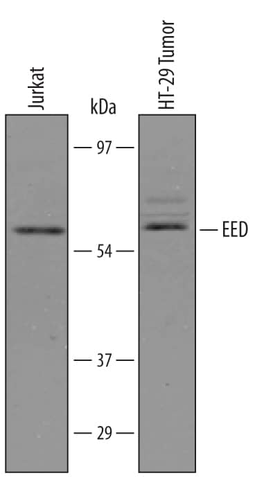 Western Blot EED Antibody [Unconjugated]