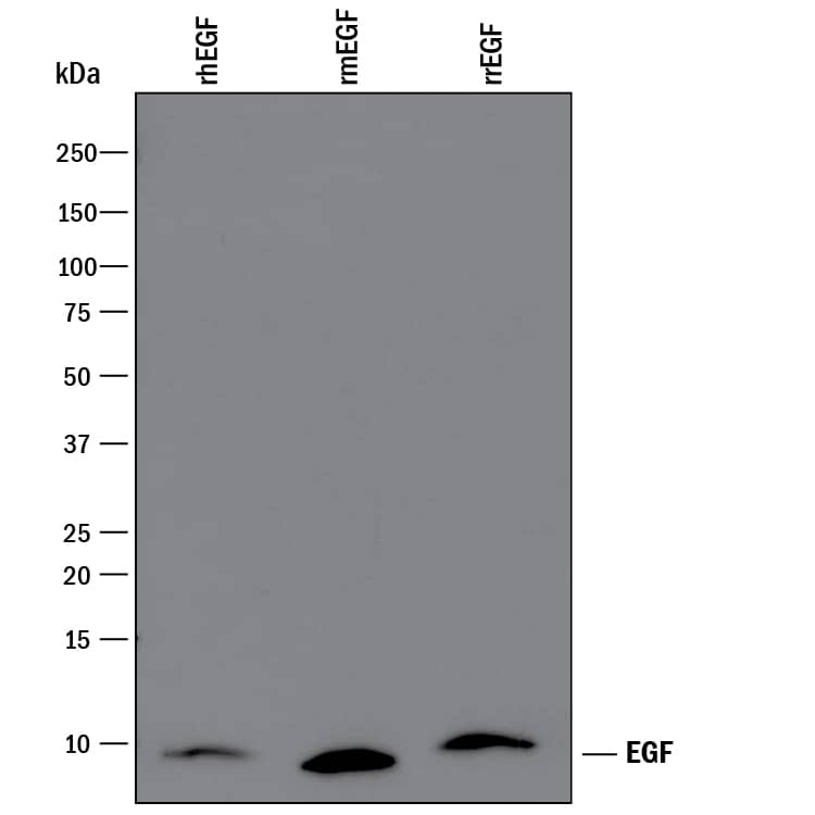 Western blot shows 100 ng of Recombinant Human EGF (Catalog # 236-EG), Recombinant Mouse EGF (Catalog # 2028-EG) and Recombinant Rat EGF (Catalog # 3214-EG). PVDF Membrane was probed with 0.1 µg/mL of Goat Anti-Human EGF Antigen Affinity-purified Polyclonal Antibody (Catalog # AF236) followed by HRP-conjugated Anti-Goat IgG Secondary Antibody (Catalog # HAF109). A specific band was detected for EGF at approximately 10 kDa (as indicated). This experiment was conducted under reducing conditions and using Immunoblot Buffer Group 3.