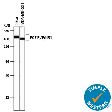 Simple Western EGFR Antibody [Unconjugated]