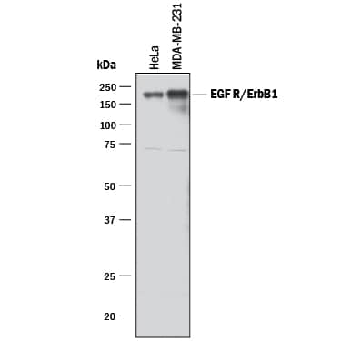 Western Blot EGFR Antibody [Unconjugated]