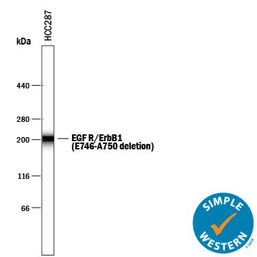 Simple Western lane view shows lysates of HCC827 human non-small cell lung cancer cell line, loaded at 0.5 mg/mL. A specific band was detected for EGFR at approximately 200 kDa (as indicated) using 20 µg/mL of Mouse Anti-Human EGFR (aa 746-750 deletion) Monoclonal Antibody (Catalog # MAB8336). This experiment was conducted under reducing conditions and using the 66-440 kDa separation system.
