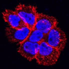 <b>Biological Strategies Validation. </b>EGFR phosphorylated at Y1086 was detected in immersion fixed A431 human epithelial carcinoma cell line treated with Recombinant Human EGF (Catalog # 236-EG) using Rat Anti-Human EGFR Monoclonal Antibody (Catalog # MAB89671) at 10 µg/mL for 3 hours at room temperature. Cells were stained using the NorthernLights™ 557-conjugated Anti-Rat IgG Secondary Antibody (red; Catalog # NL013) and counterstained with DAPI (blue). Specific staining was localized to cell membrane. View our protocol for Fluorescent ICC Staining of Cells on Coverslips.