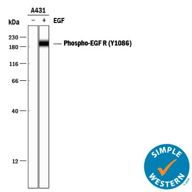 <b>Biological Strategies Validation. </b>Simple Western lane view shows lysates of A431 human epithelial carcinoma cell line untreated (-) or treated (+) with 100 ng/mL Recombinant Human EGF (Catalog # 236-EG) for 5 minutes, loaded at 0.2 mg/mL. A specific band was detected for Phospho-EGFR (Y1086) at approximately 197 kDa (as indicated) using 10 µg/mL of Rat Anti-Human Phospho-EGFR (Y1086) Monoclonal Antibody (Catalog # MAB89671) followed by 1:50 dilution of HRP-conjugated Anti-Rat IgG Secondary Antibody (Catalog # HAF005). This experiment was conducted under reducing conditions and using the 12-230 kDa separation system.