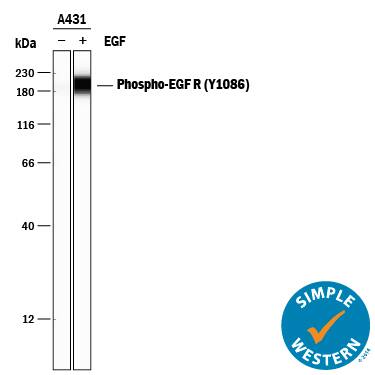 <b>Biological Strategies Validation. </b>Simple Western lane view shows lysates of A431 human epithelial carcinoma cell line untreated (-) or treated (+) with 100 ng/mL Recombinant Human EGF (Catalog # 236-EG) for 5 minutes, loaded at 0.2 mg/mL. A specific band was detected for Phospho-EGFR (Y1086) at approximately 199 kDa (as indicated) using 1 µg/mL of Rabbit Anti-Human Phospho-EGFR (Y1086) Monoclonal Antibody (Catalog # MAB8967) . This experiment was conducted under reducing conditions and using the 12-230 kDa separation system.