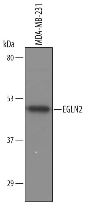 Western Blot EGLN2/PHD1 Antibody