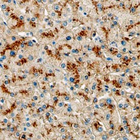 ELF3 was detected in immersion fixed paraffin-embedded sections of human liver using Human/Mouse ELF3 Antigen Affinity-purified Polyclonal Antibody (Catalog # AF5787) at 3 &micro;g/mL overnight at 4 &deg;C. Before incubation with the primary antibody tissue was subjected to heat-induced epitope retrieval using Antigen Retrieval Reagent-Basic (Catalog # CTS013). Tissue was stained using the Anti-Goat HRP-DAB Cell & Tissue Staining Kit (brown; Catalog # CTS008) and counterstained with hematoxylin (blue). View our protocol for Chromogenic IHC Staining of Paraffin-embedded Tissue Sections.