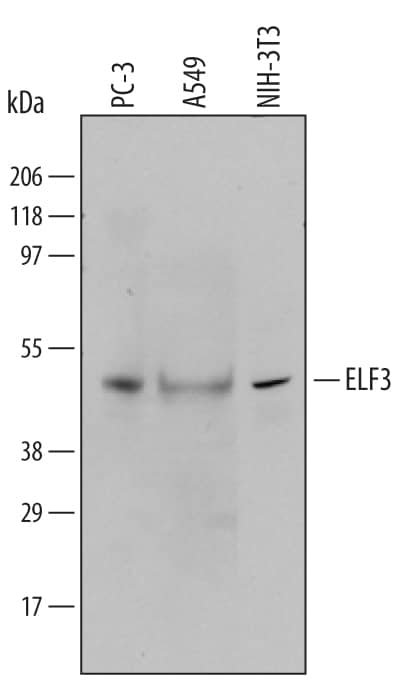 Western blot shows lysates of PC-3 human prostate cancer cell line, A549 human lung carcinoma cell line, and NIH-3T3 mouse embryonic fibroblast cell line . PVDF membrane was probed with 1 µg/mL of Human/Mouse ELF3 Antigen Affinity-purified Polyclonal Antibody (Catalog # AF5787) followed by HRP-conjugated Anti-Goat IgG Secondary Antibody (Catalog # HAF109). A specific band was detected for ELF3 at approximately 42 kDa (as indicated). This experiment was conducted under reducing conditions and using Immunoblot Buffer Group 1.